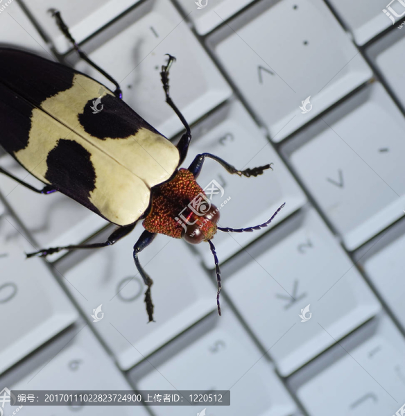 計(jì)算機(jī)的bug