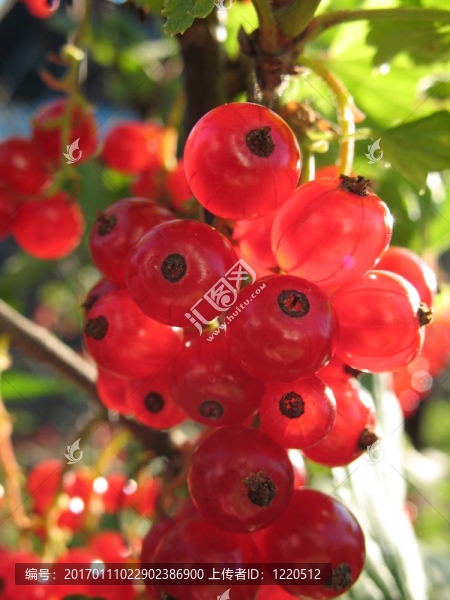 紅醋栗