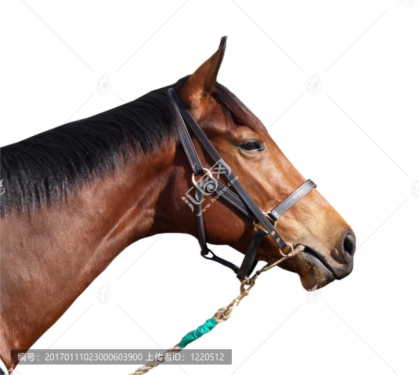 賽馬的人群-匯圖網(wǎng) www.fosd68.com 賽馬的人群