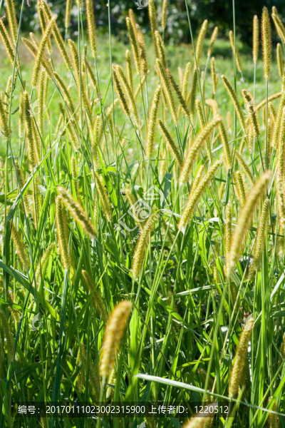 草