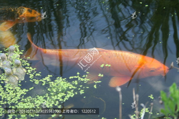池塘和大金魚。