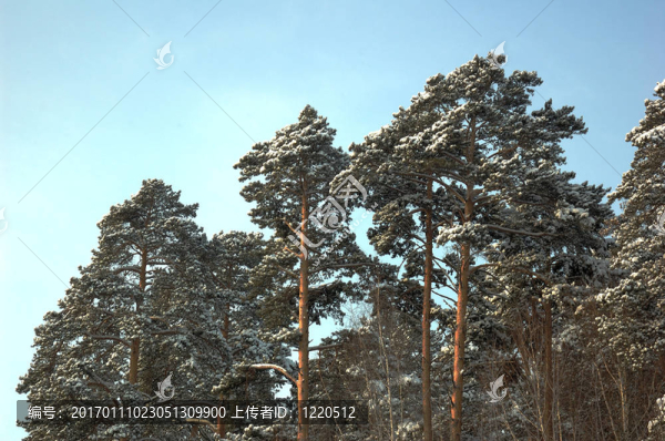雪樹