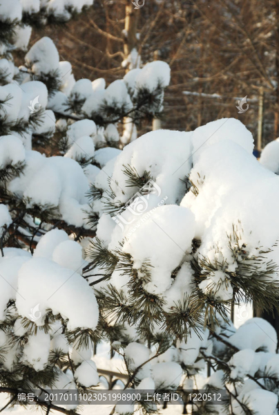 雪樹