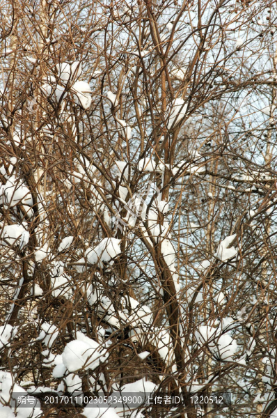 雪在樹(shù)枝上