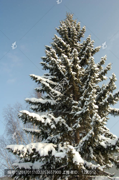 snowes松