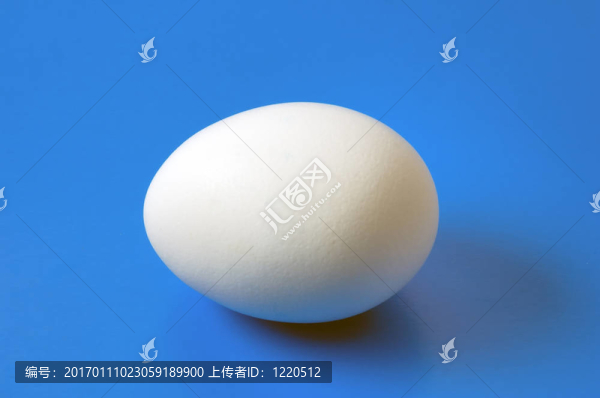 藍色背景下的單母雞特寫