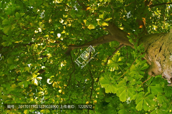 叫一棵樹(shù)