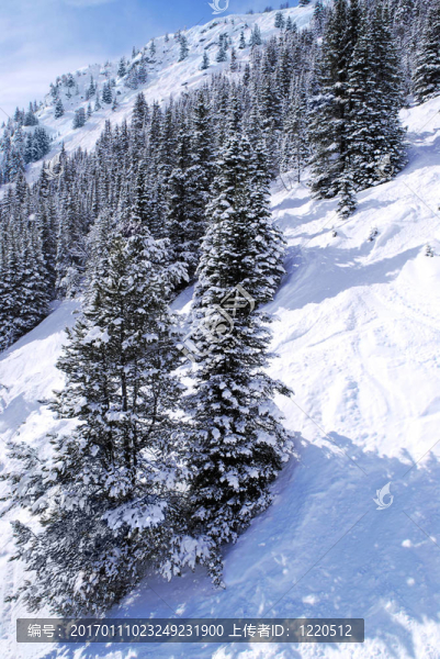高山滑雪道