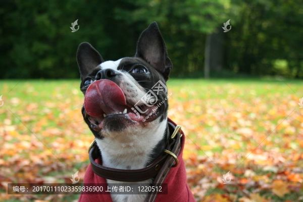 波士頓狗公園