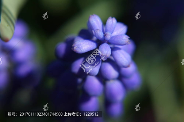 紫羽扇豆