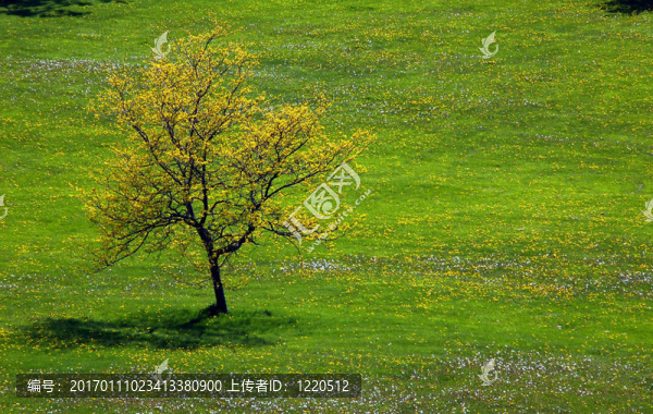 孤獨(dú)的樹
