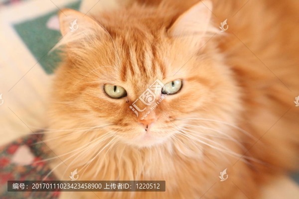 緬因貓