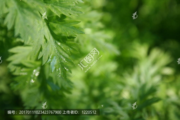 胡蘿卜葉露