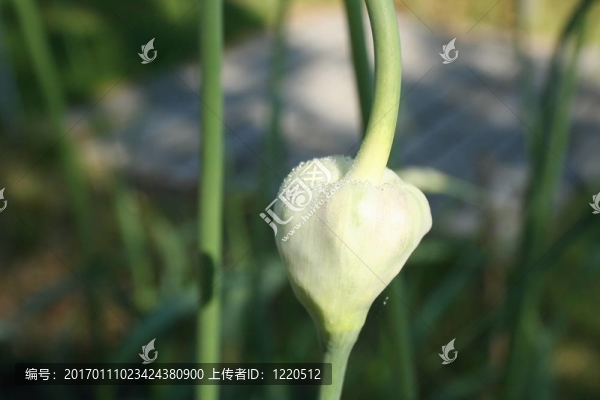新鮮大蒜