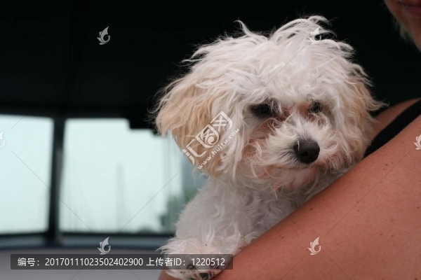 白色的小狗