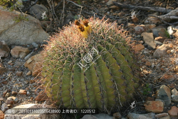 輪刺桶