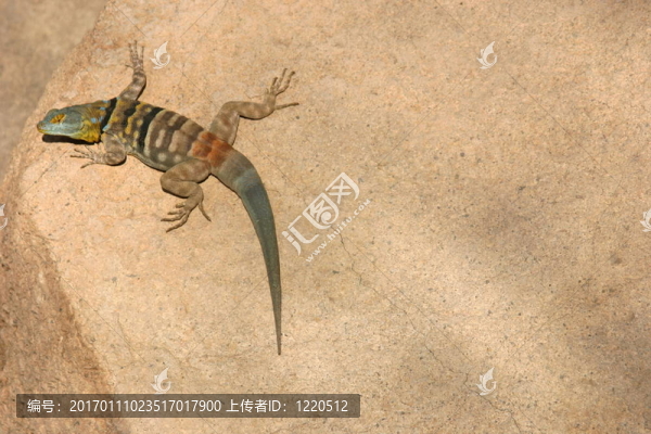 裝飾的野生動(dòng)物-匯圖網(wǎng) www.fosd68.com 裝飾的野生動(dòng)物