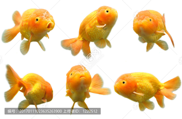 金魚