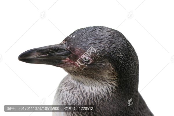 企鵝