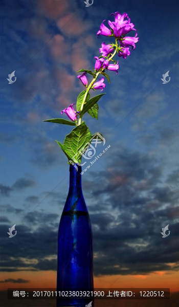 風(fēng)鈴草在瓶