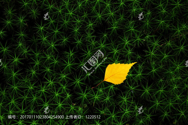 綠色星星上的秋天葉子