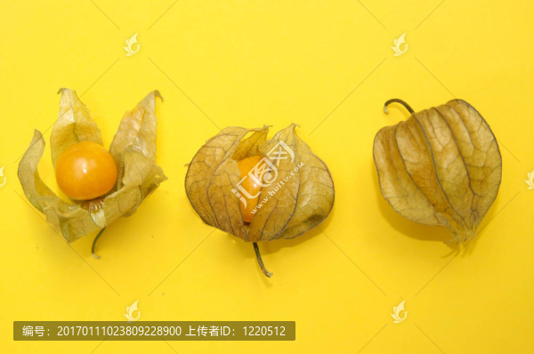 酸漿果實(shí)成熟