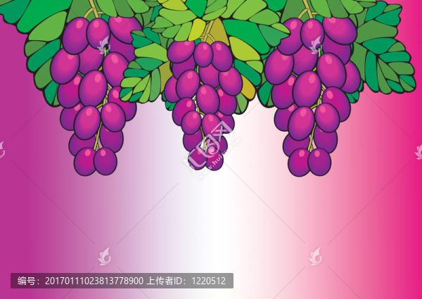 紫葡萄7