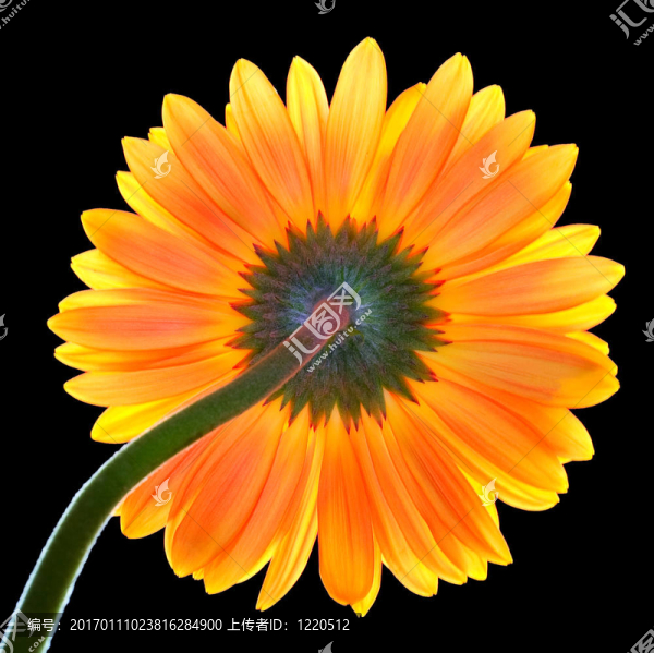 格伯的反面-匯圖網(wǎng) www.fosd68.com 格伯的反面