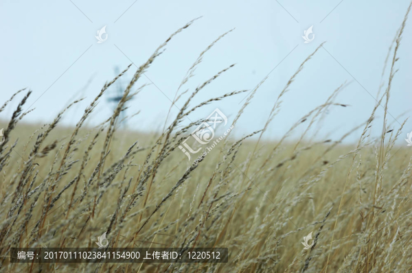 草料場(chǎng)和天線