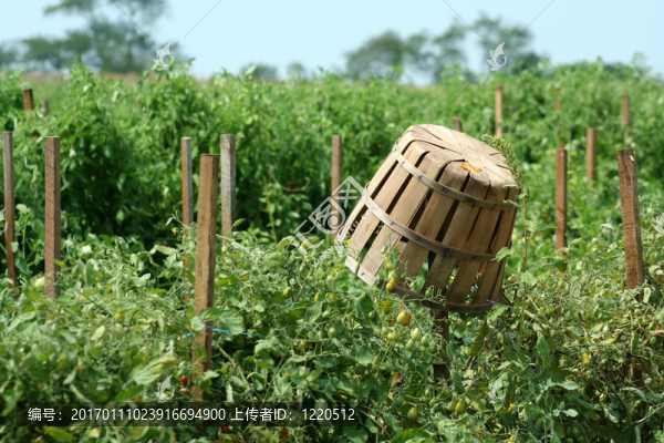 掛籃的番茄