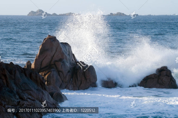 海岸布列塔尼犬