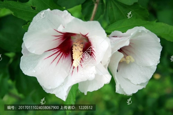 白芙蓉