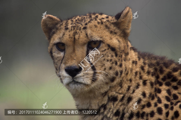 獵豹