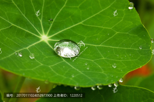 在一片葉子上（宏）