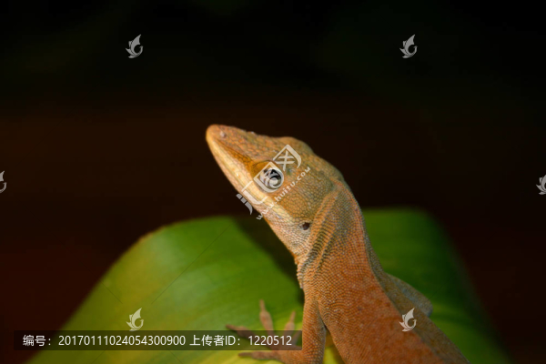 變色龍葉-匯圖網(wǎng) www.fosd68.com 變色龍葉