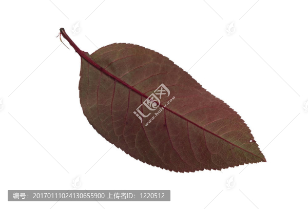 葉3