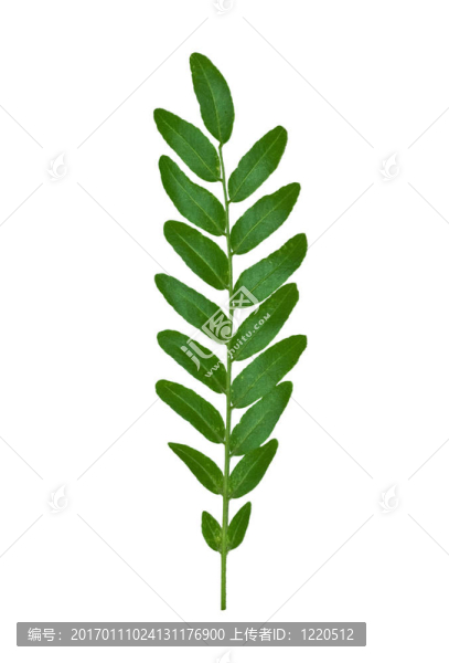 蕨葉1