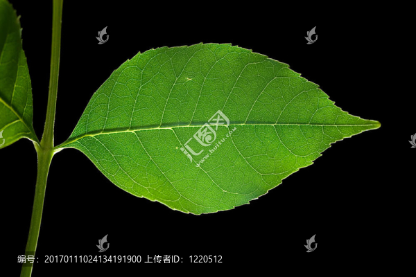 葉12
