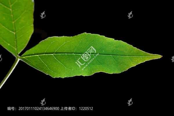 葉14
