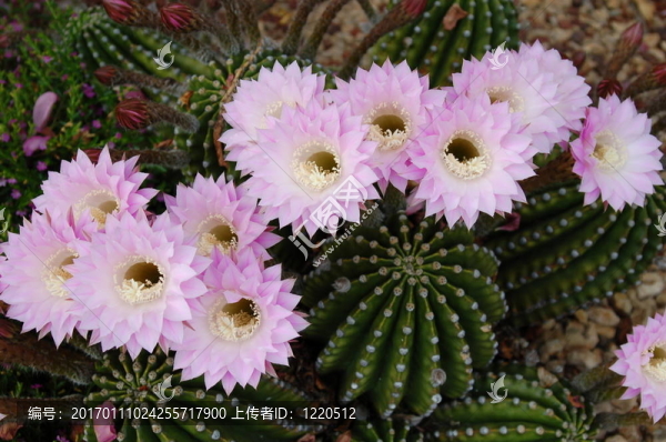 仙人掌，仙人球oxygona