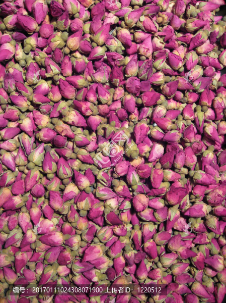 粉薔薇