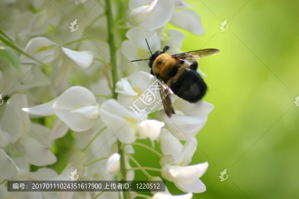 蜜蜂在紫藤