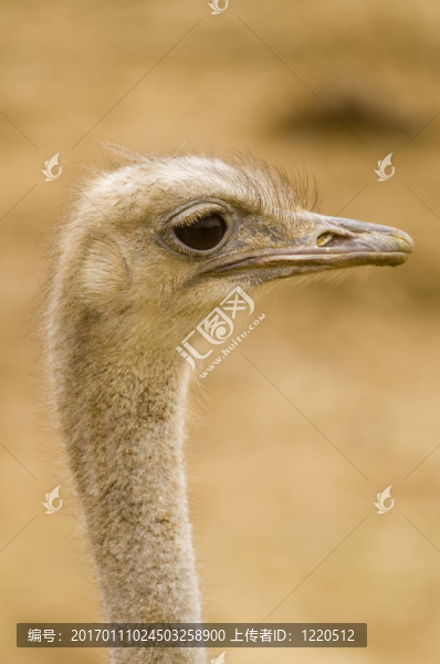 鴕鳥