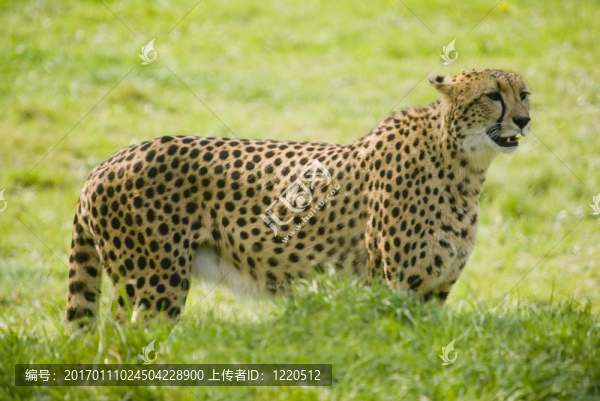 獵豹