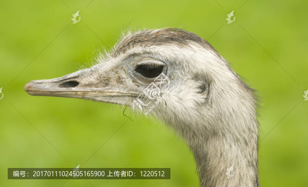 常見(jiàn)的瑞亞