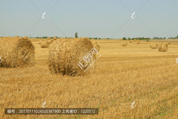 干草堆