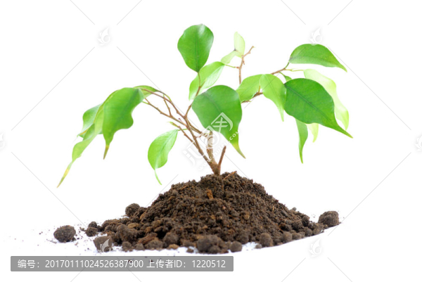 植物White-匯圖網(wǎng) www.fosd68.com 植物White