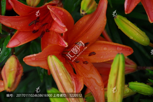 濕的百合花