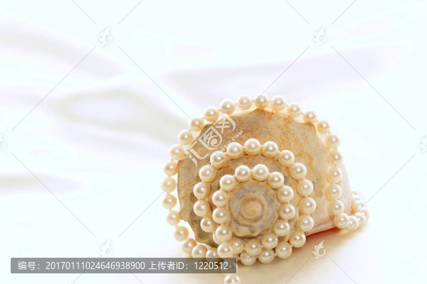 大貝殼珍珠4