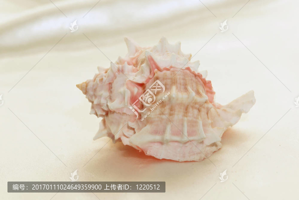 粉紅尖尖的海螺1